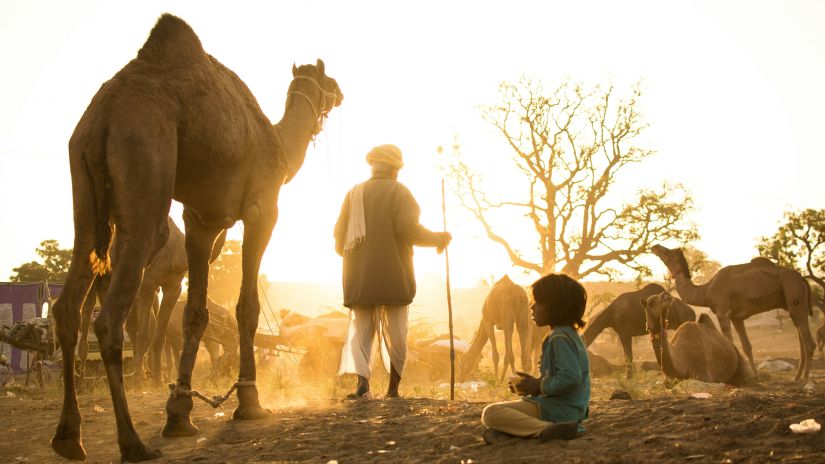 pushkar fair rajasthan