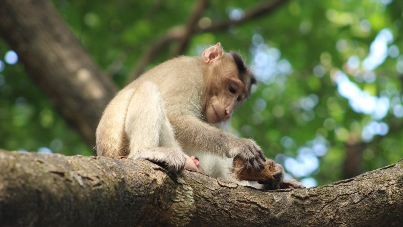 Sanjay Gandhi National Park