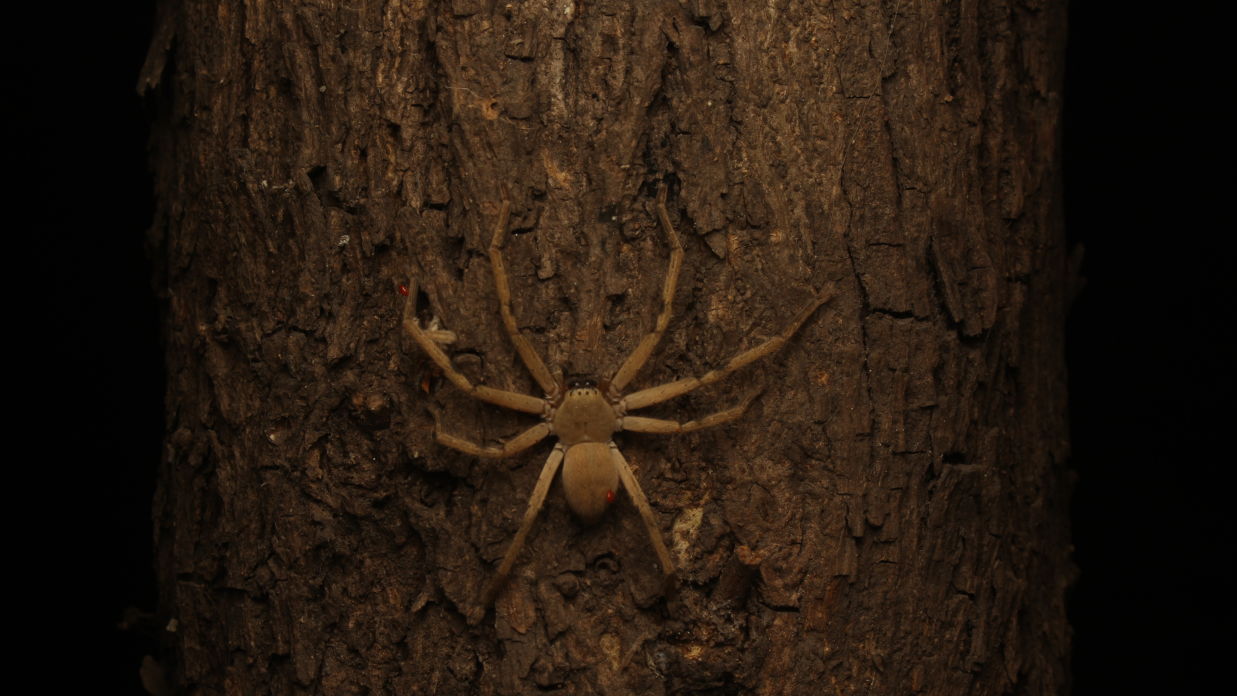 A Huntsman Spider Crawling Over a Tree Trunk