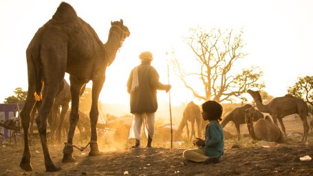 A man herds camels as a child sits nearby - Best time to visit Alwar