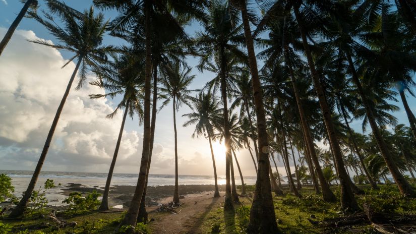 trees on a beach 86