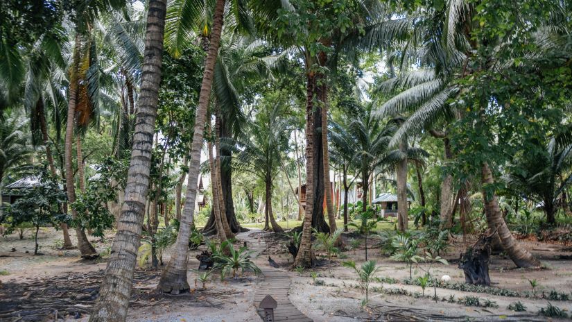 view of trees on a beach