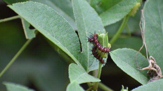 a caterpillar on a leaf - Aramness