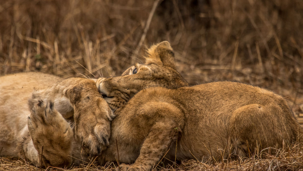 Image of Lions Playing with each other