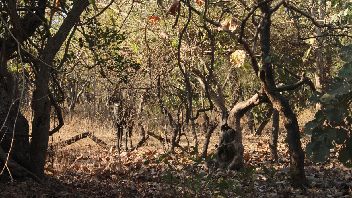 image of male Nilgai