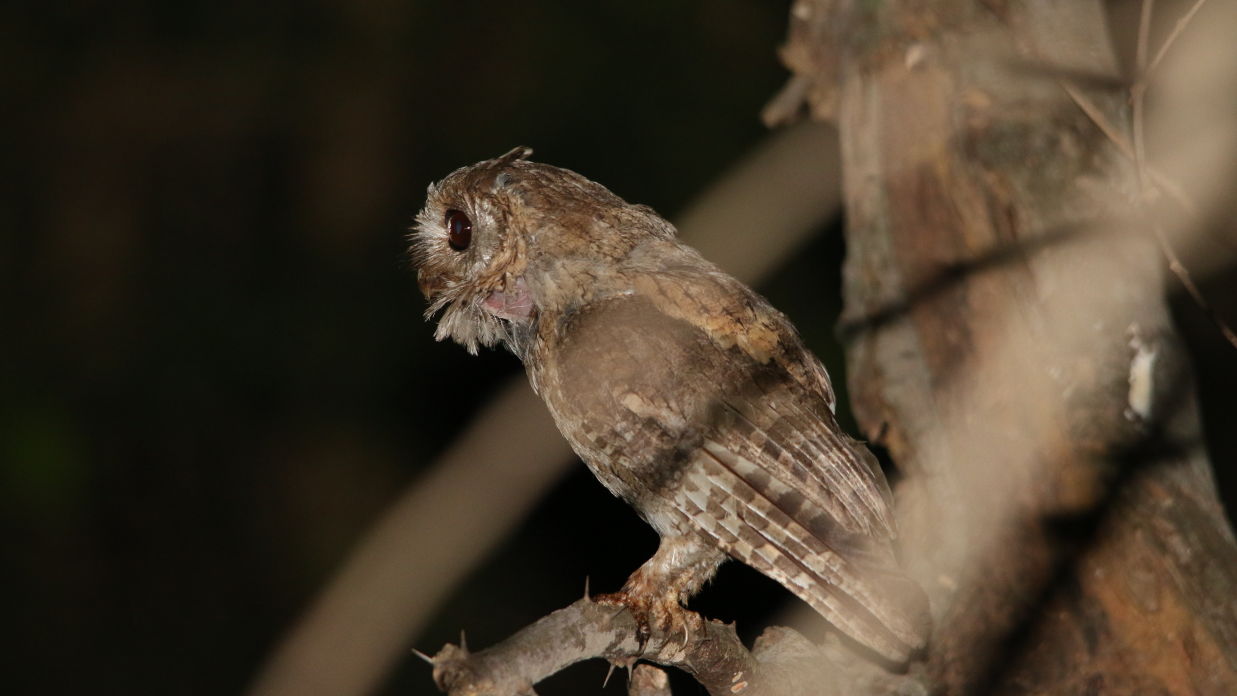 Aramness - An Indian Scops Owl calling at dawn