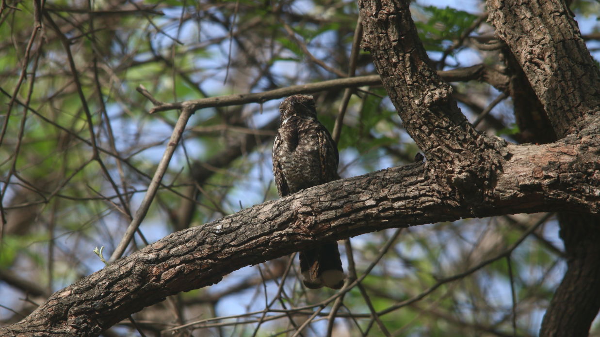 Aramness - A Jungle Nightjar settling to roost