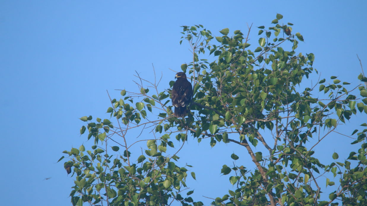 Aramness - A Greater Spotted Eagle perched on a tree