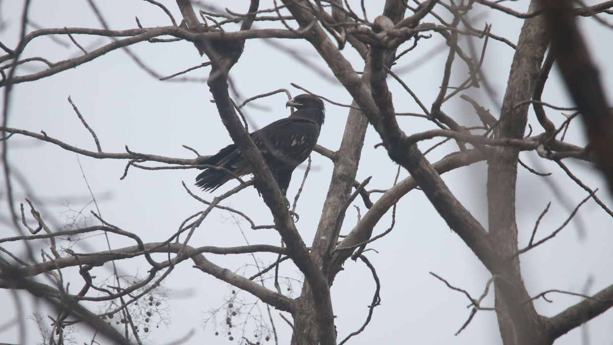 Aramness - A Greater Spotted Eagle perched on a tree