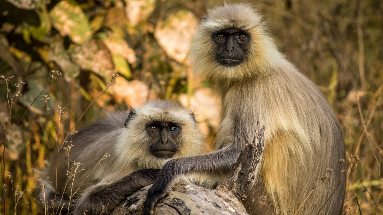 Pair of Langur 1 of 1