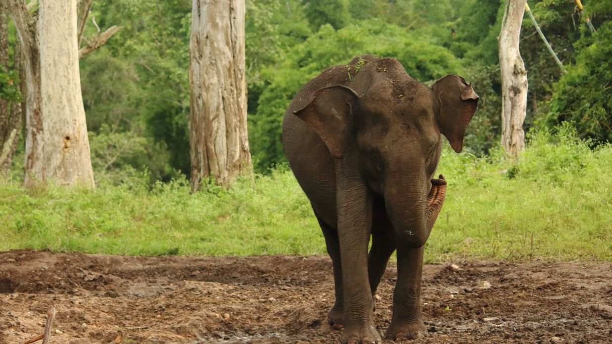 An elephant walking in a forest @ Lamrin Boutique Cottages, Rishikesh