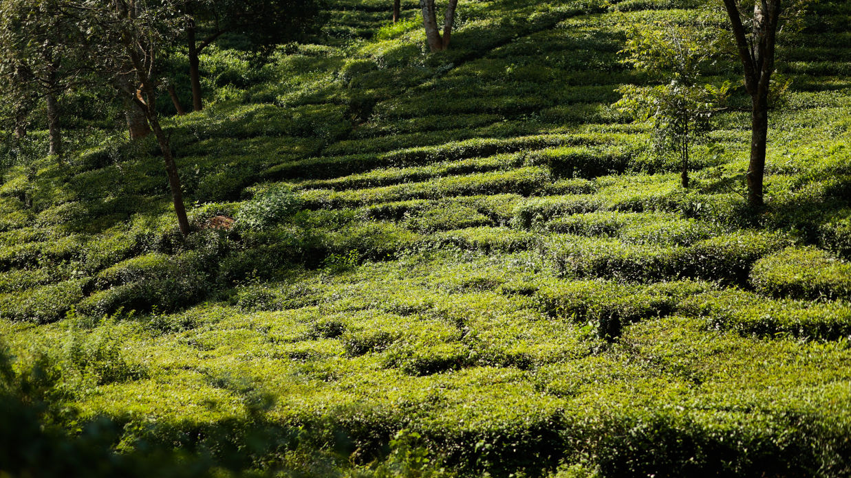 a scenic view of beautiful and green Tea Garden captured during the day near The Lamrin Norwood Green, Palampur