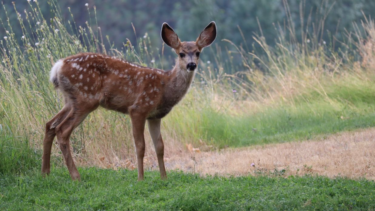 The Tattwaa Corbett Spa and Resort - image of a deer