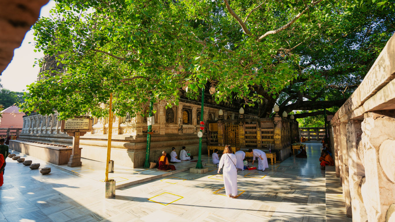 Bodhi Tree