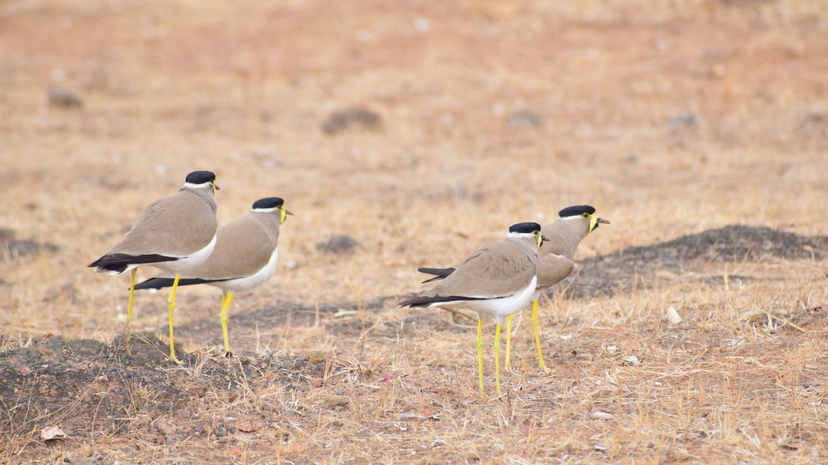 image of birds