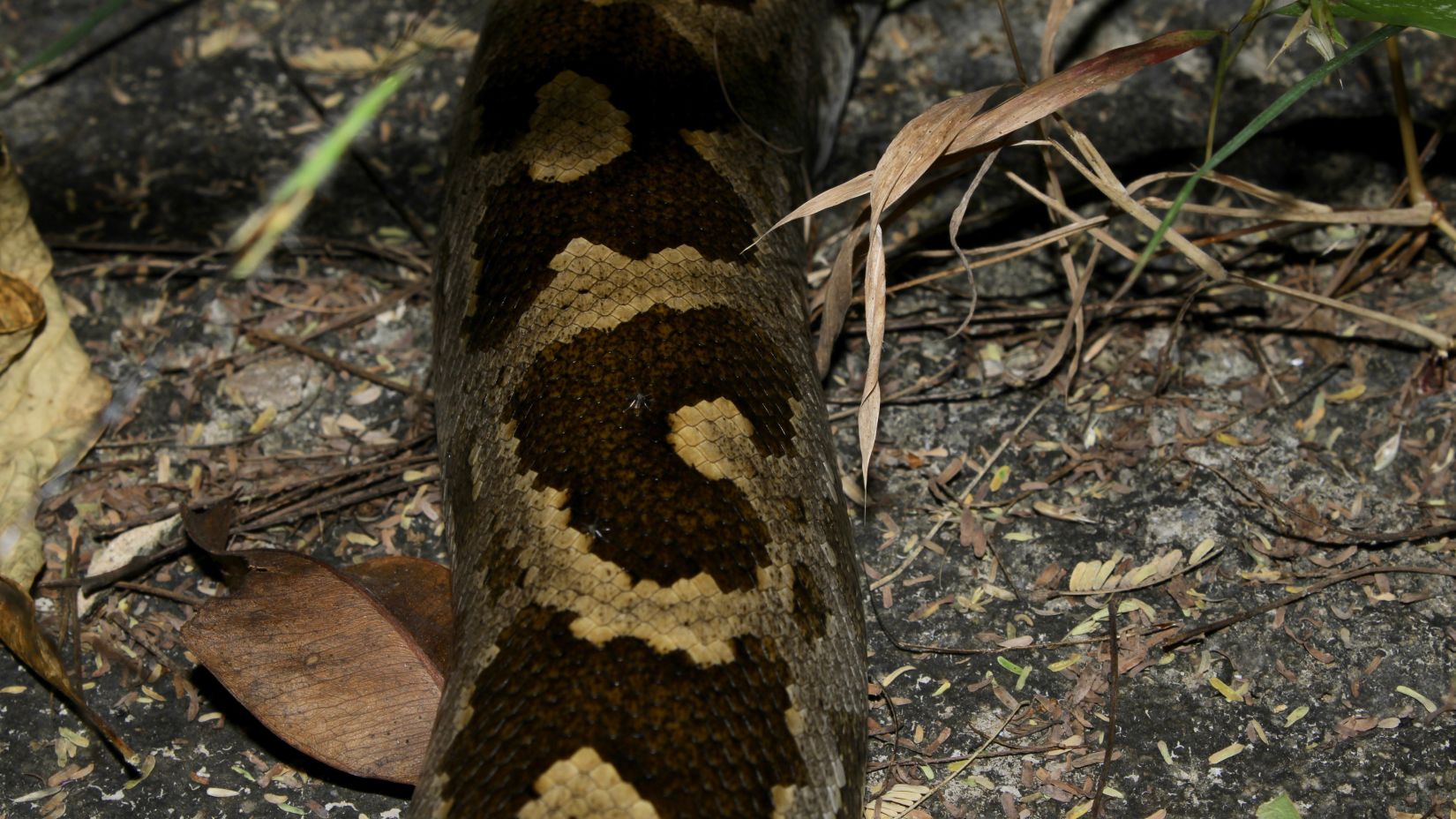 image of a python