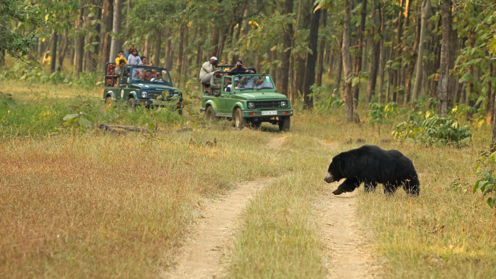 Satpura - A great place to see bear