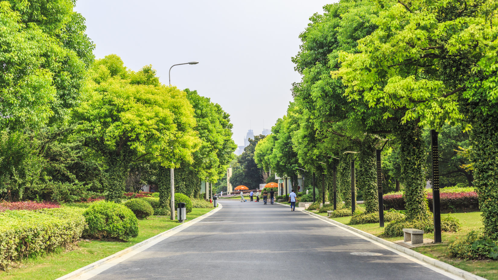 an image of a park with green trees on each side and a pathway to walk in between captured during the day