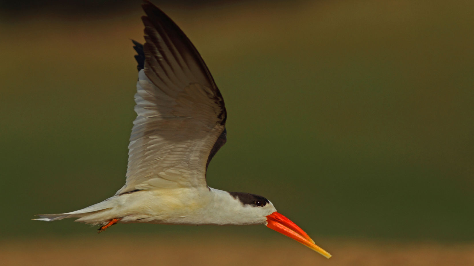 Resort near Satpura National Park