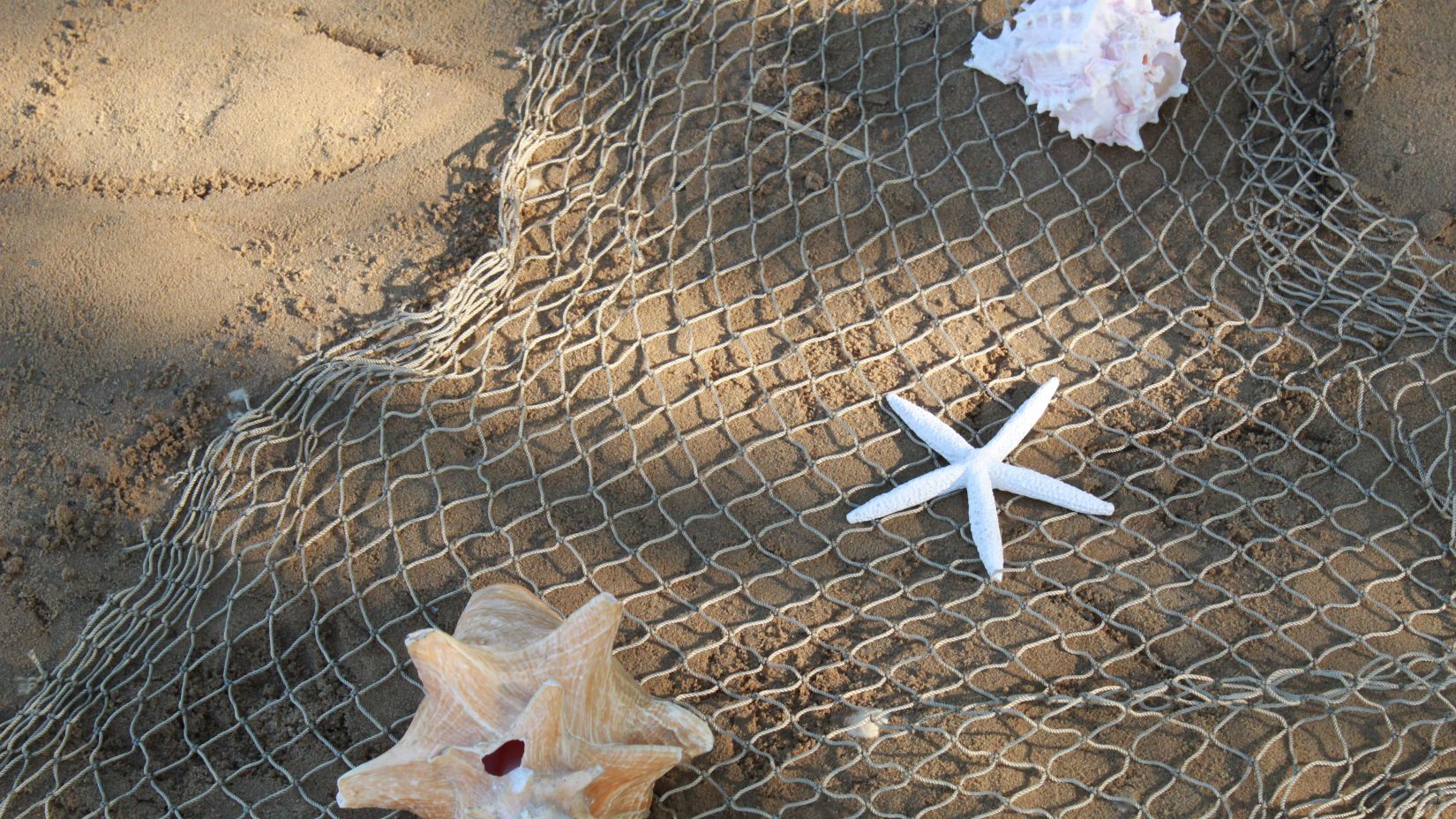 shells on a net