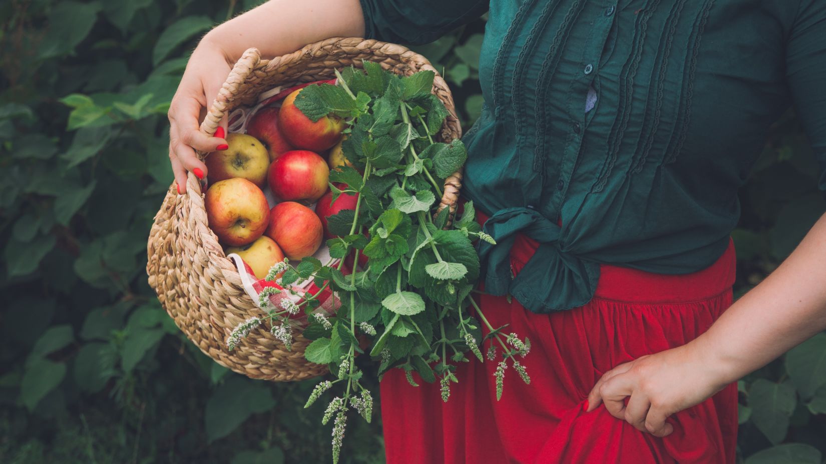 A lady picking apples from an orchard and putting it in her basket