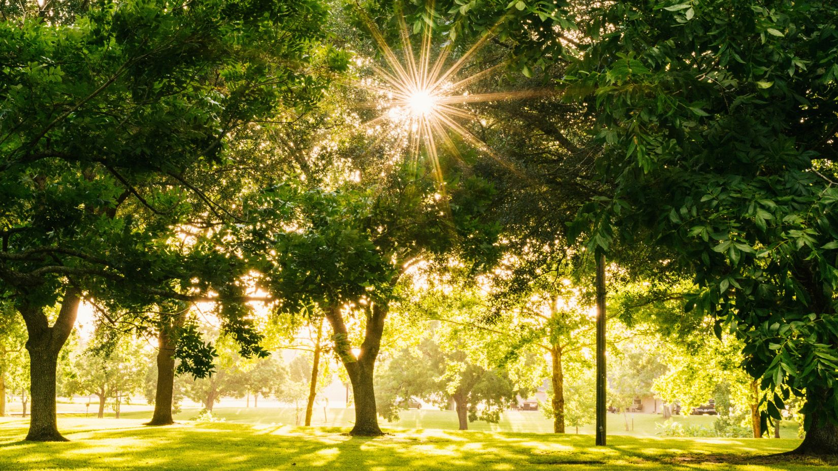 sun shining through the tree leaves