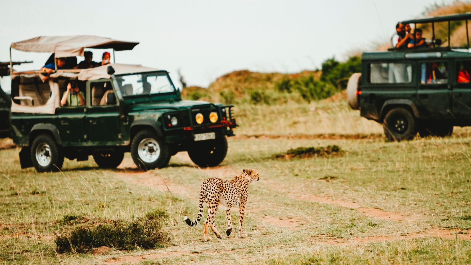 leopard spotted on jeep safari