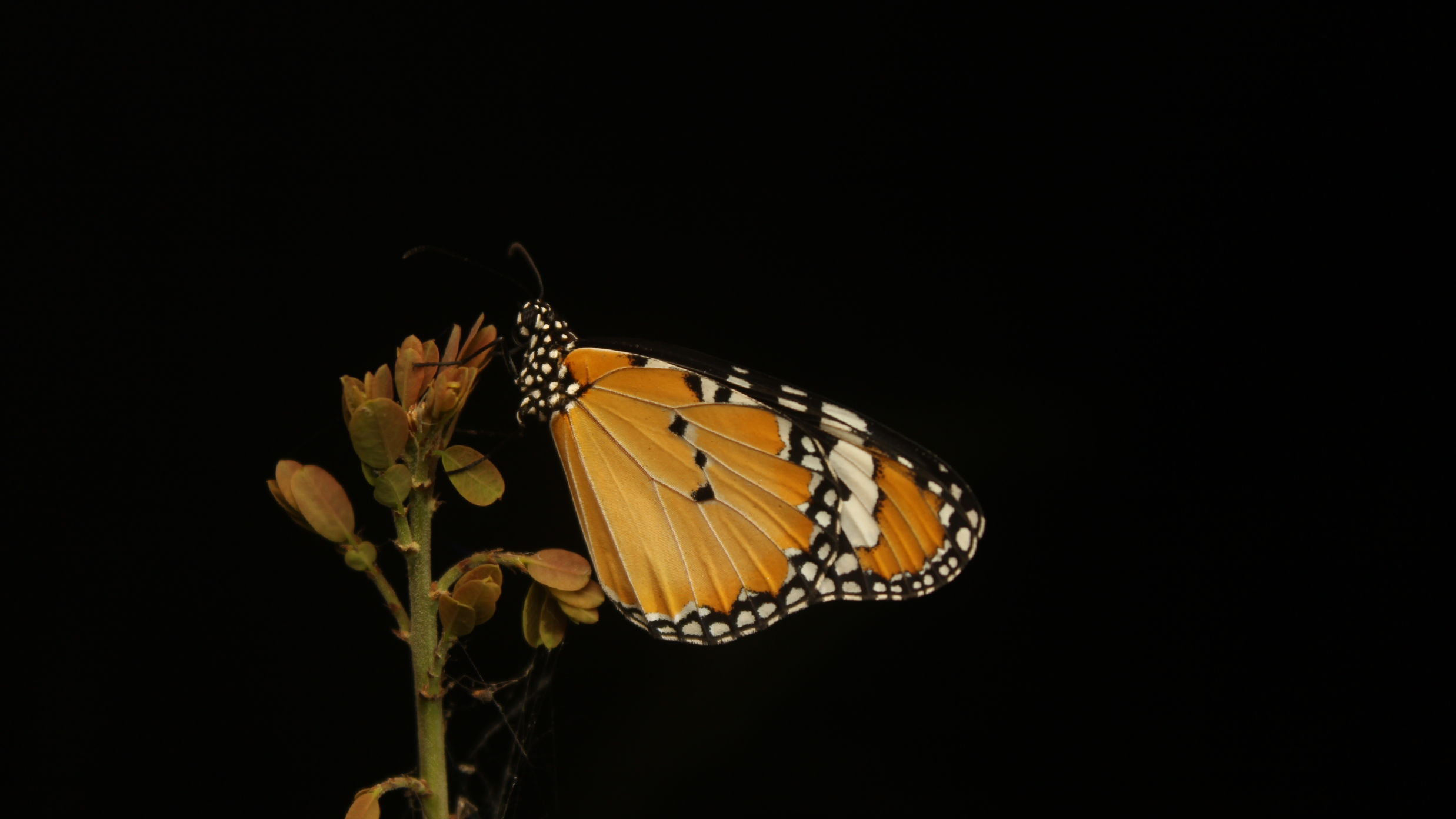 A Closeup of Plain Tiger Butterfly