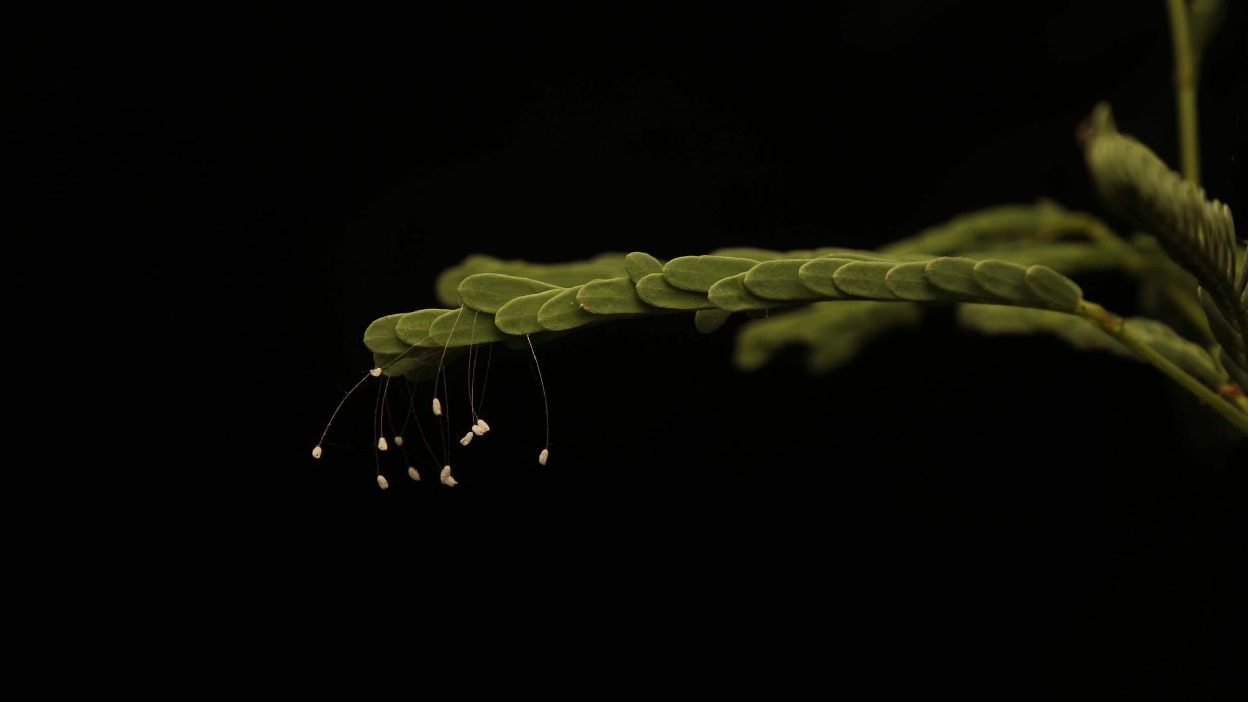 Upfront view of a Fern