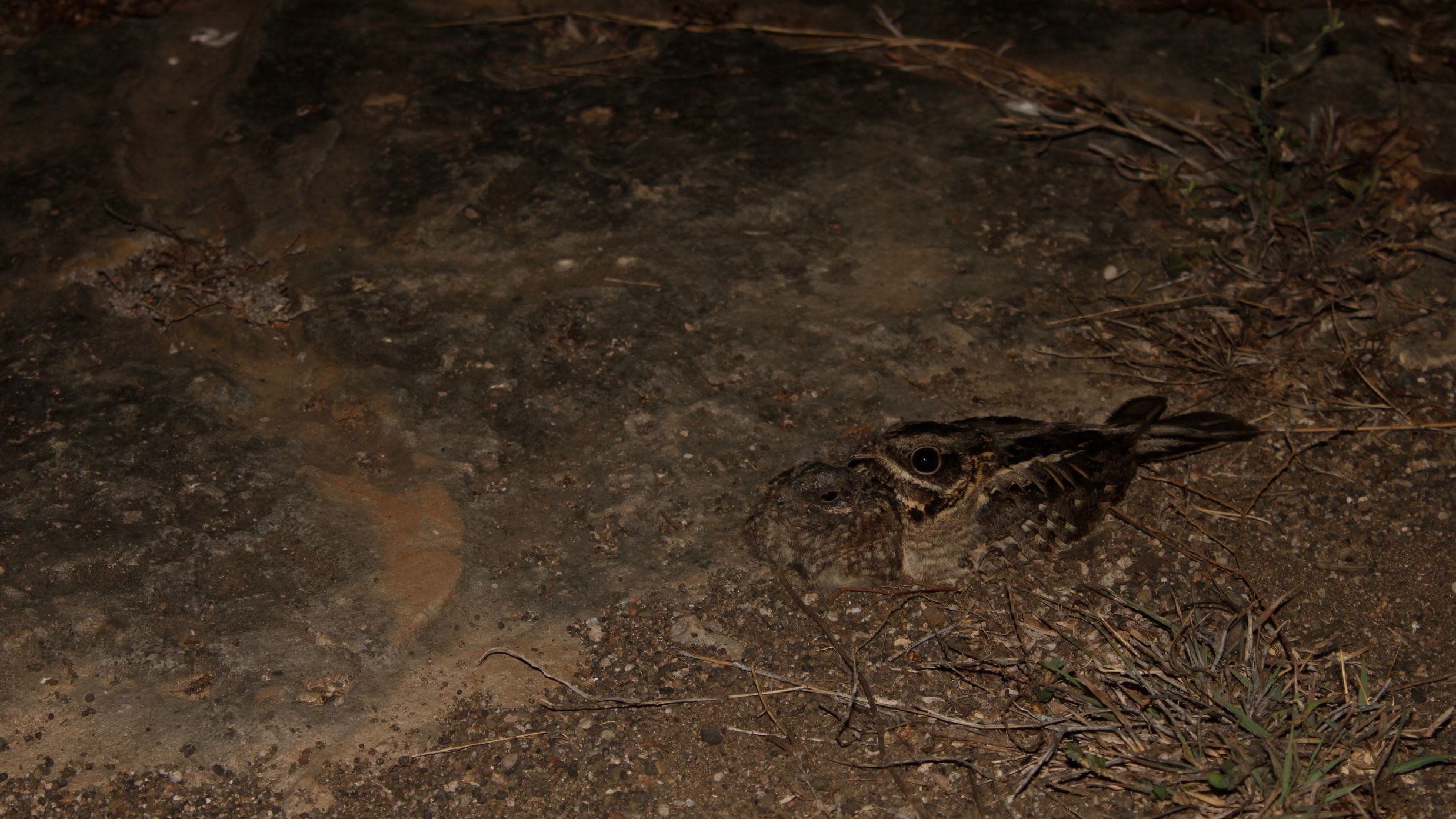  Indian nightjar with its chick lying on the ground