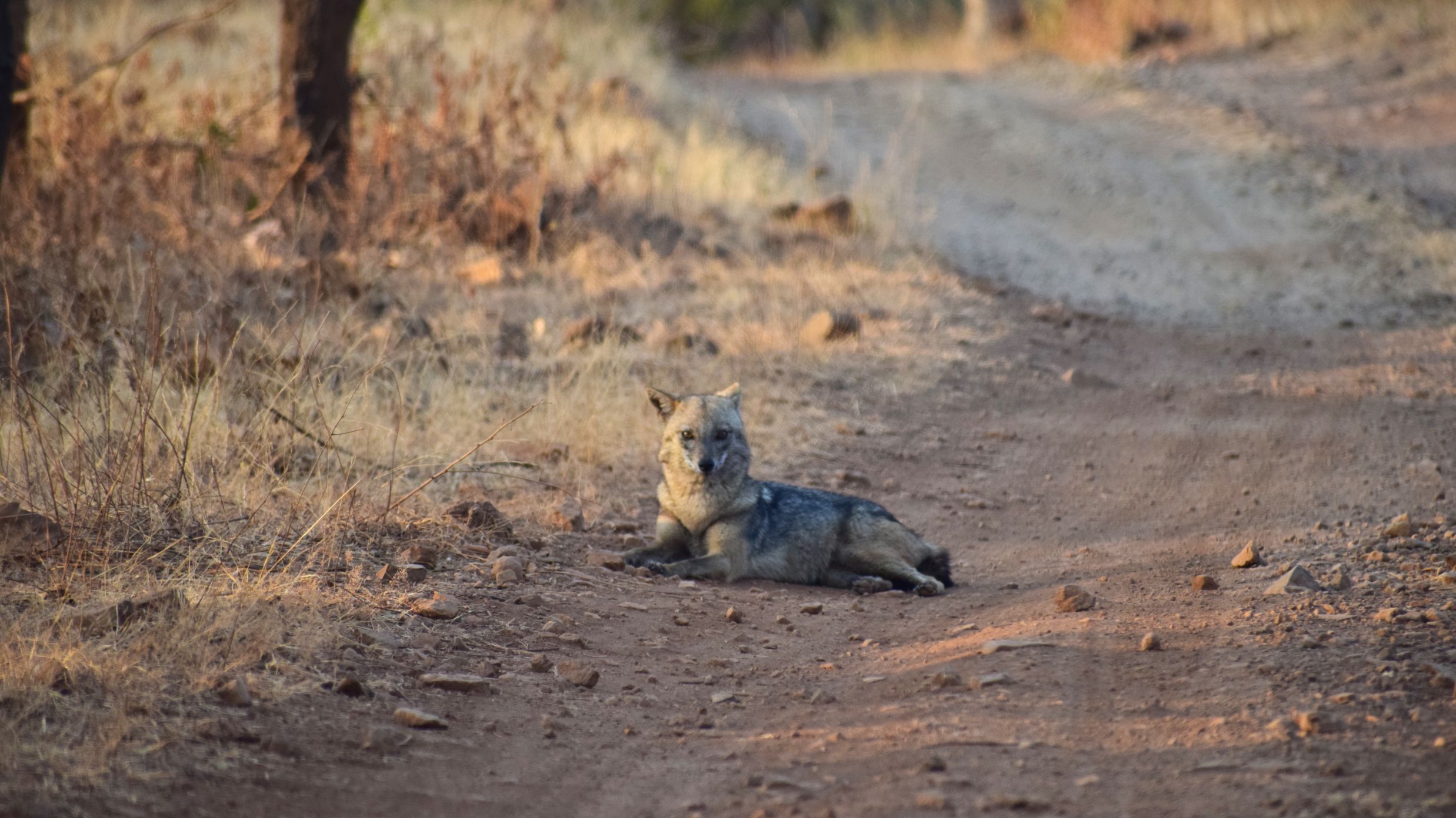 an Indian Golden Jackal sitting in the middle of a forest trail