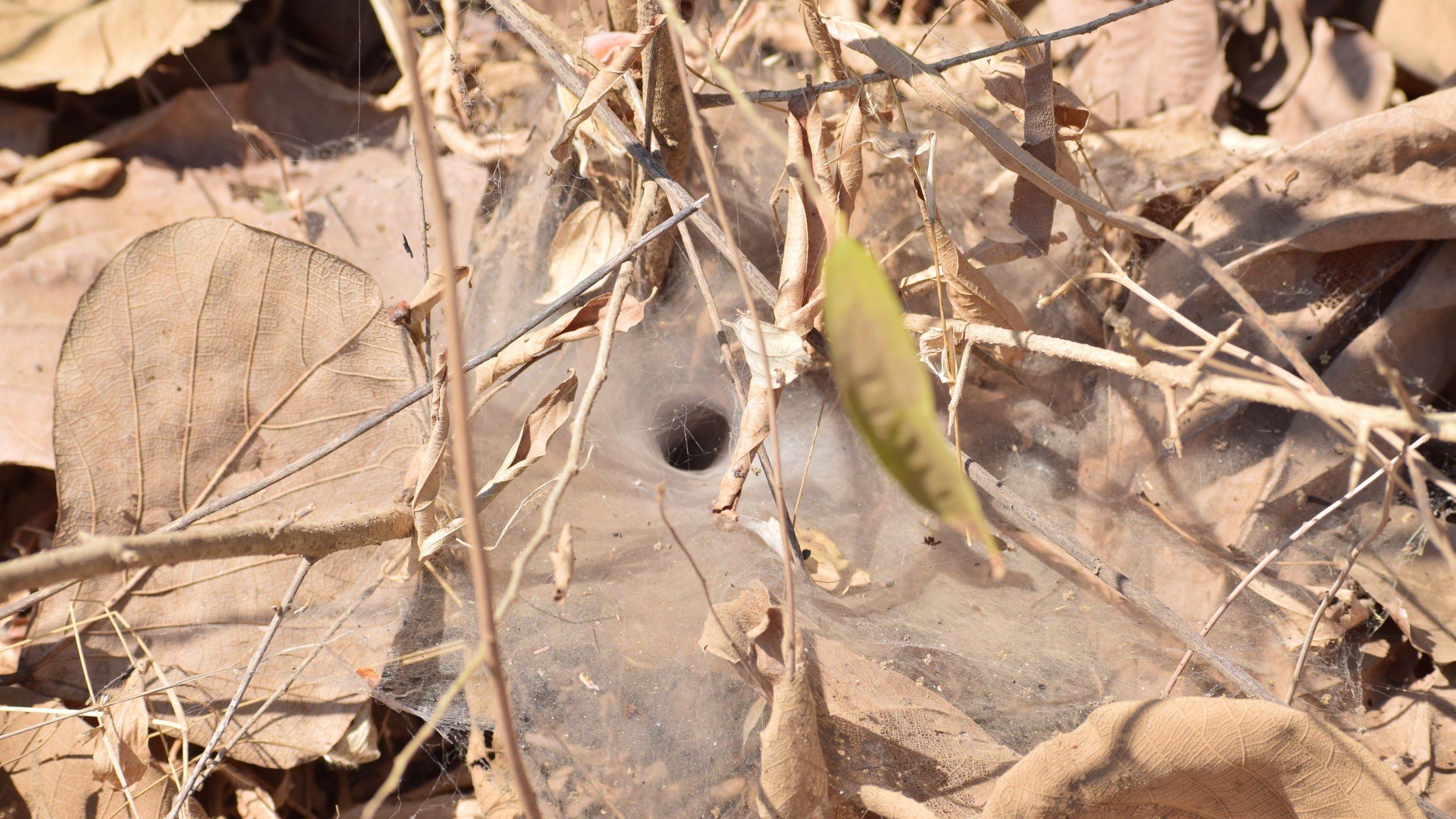 Webbing of a funnel web spider amongst leaf litter