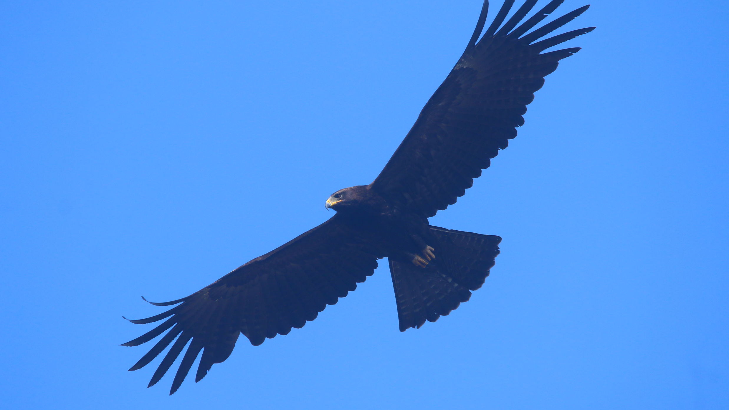 Aramness - A Black Eagle soaring in the sky during daytime