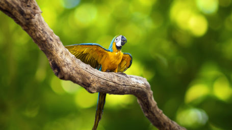 bird park esselworld,  a picture of blue and yellow macaw