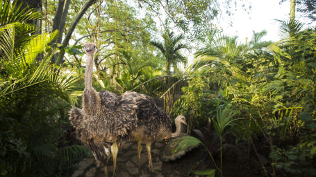 bird park esselworld,  a picture of a pair of ostriches 