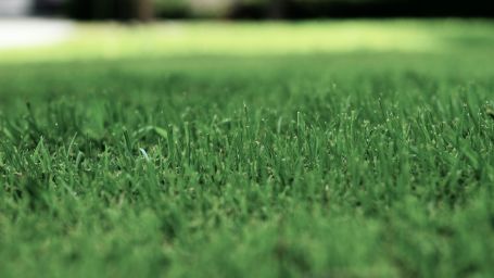 a carpeted green lawn