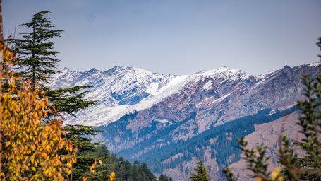 fir tree outlining misty mountains