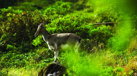 nilgiri thar at eravikulam national park munnar