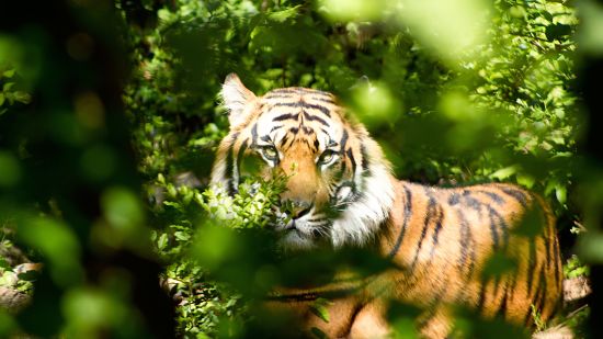 tiger-through-green-leaves-during-day-162306