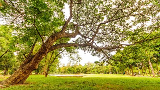 A winding tree branching out on a garden 