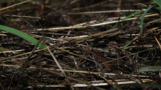 an image of grass captured closely during the night 