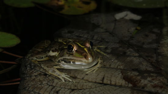 an image of a golden colour frog sitting on a stone