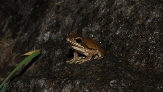 an image of a golden colour frog sitting on a rock