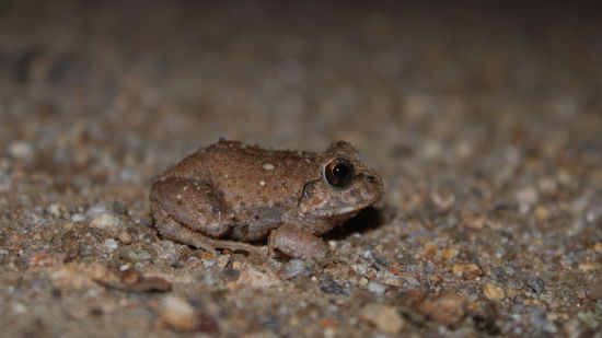 an image of a golden colour frog sitting on a sand bed