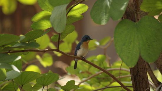 view of single bird in branch