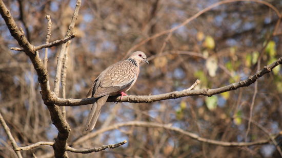 an image of a bird sitting on a tree branch captured during the day