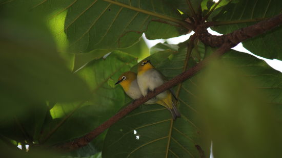 view of birds in branch 