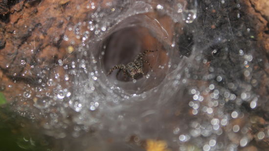 Close up view of spider web