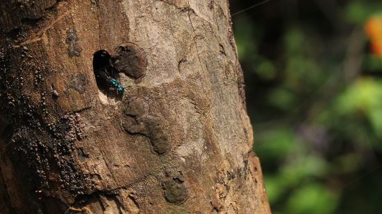 image of a branch