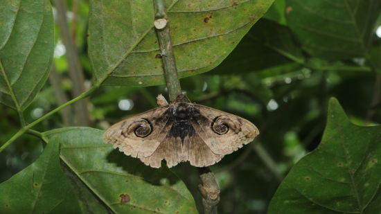 an image of a moth sitting on green leaves 